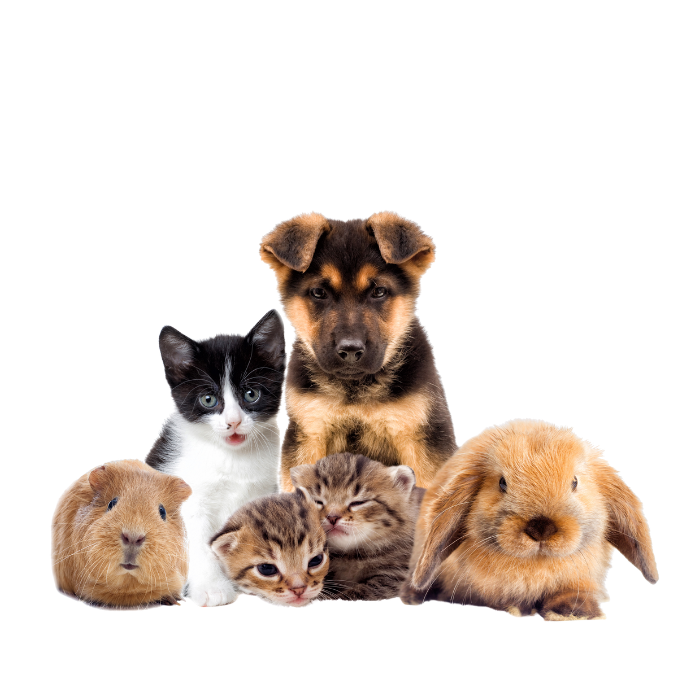 Petshop